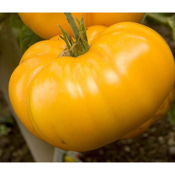 Hạt giống cà chua vàng qủa to- giàu vitamin, năng suất cao - ảnh sản phẩm 9