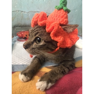 NÓN LEN HANDMADE CHO MÈO