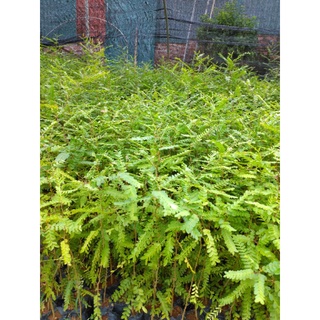 Cây giống bồ kết 05 cây