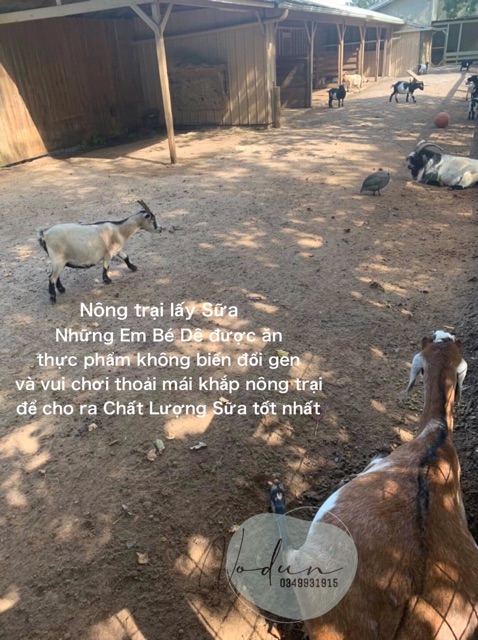 XÀ PHÒNG SỮA DÊ DẦU TRÀM + THAN HOẠT TÍNH SIÊU DƯỠNG ẨM dành cho da khô, chàm, ngứa, dị ứng, nhạy cảm... | BigBuy360 - bigbuy360.vn