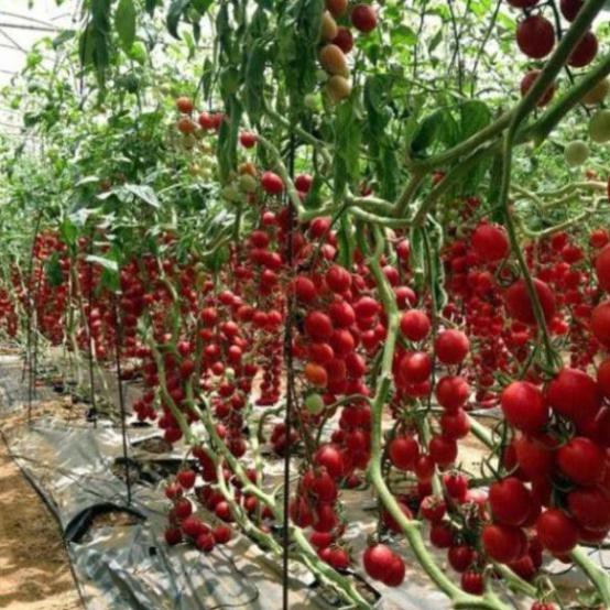 30 Hạt giống cà chua chùm leo giàn