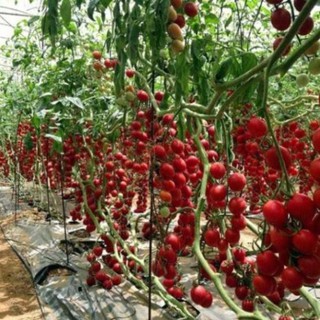 30 Hạt giống cà chua chùm leo giàn