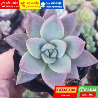 Sen đá mận đỏ, đã thuần khí hậu nóng, khoẻ đẹp, hoàn tiền khi cây bị hư hoặc lỗi