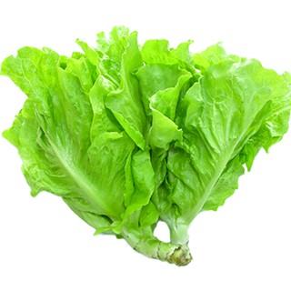 Hạt giống rau xà lách
