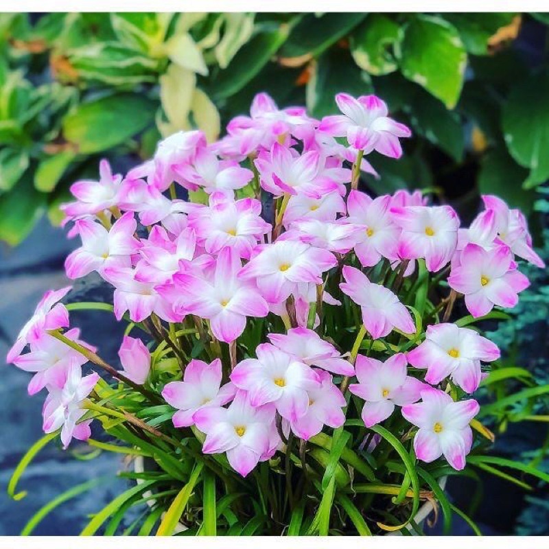 Củ hoa Huệ mưa ngoại giá sỉ