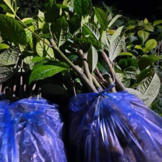 Cây giống trà hoa vàng