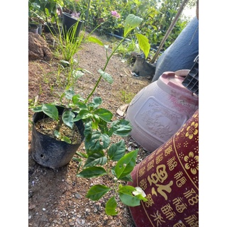 Cây hoa giấy nhập gân hồng