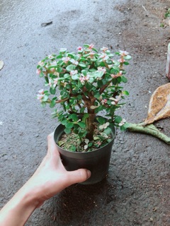 Chậu đô la kiểng