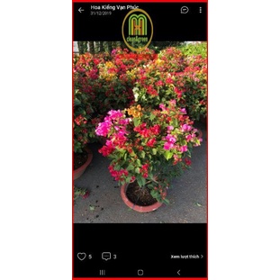 Siêu ra hoa Mai vàng Nutrilux super flower gói 100g phân hóa mầm hoa phun trước giai đoạn cây chuẩn bị ra hoa