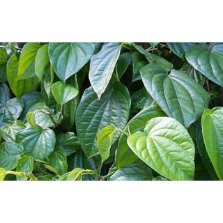 100g lá trầu tươi