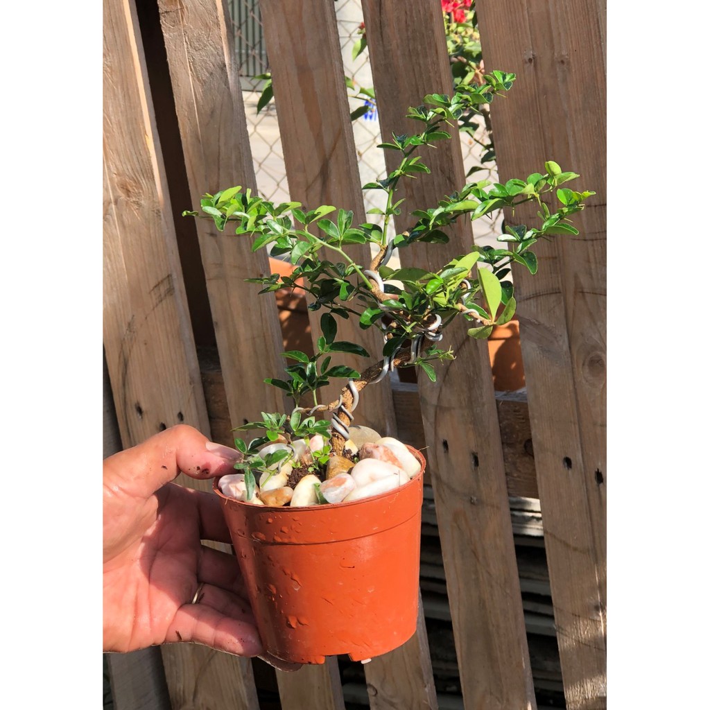 Cây Kim Quất dáng Bonsai