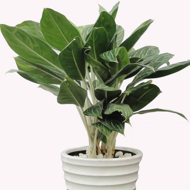 Sỏi trắng trang trí sân vườn, sỏi trang trí bể cá size 2-4cm túi 1kg