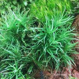 Hộp Rêu cỏ mây làm terrarium