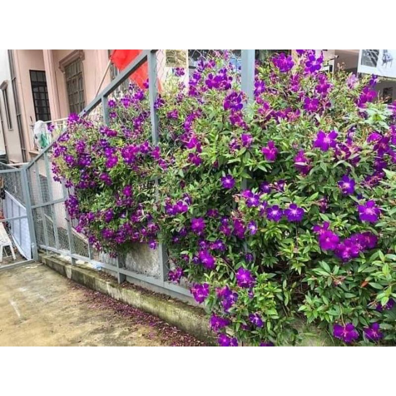 Cây giống sim thái ,mua thái hoa quanh năm