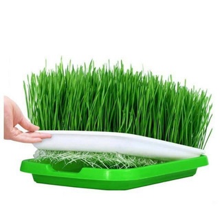 Hạt giống cỏ lúa mì 1kg,  Viet healthy