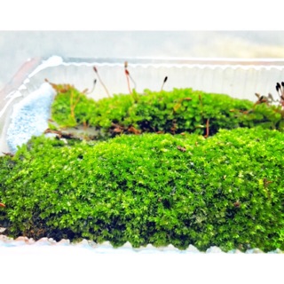 Rêu Cho Bể Bán Cạn ( 1 hộp )