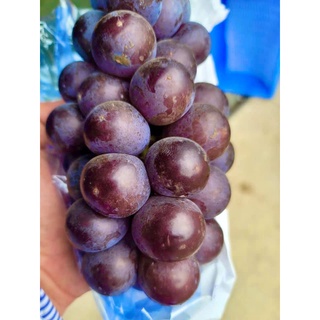 Cây giống Nho Kyoho