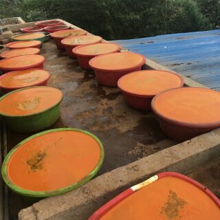 Tinh bột nghệ