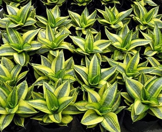 Lưỡi Hổ Vàng - Chậu Cây Phong Thủy tượng trưng cho sự mạnh mẽ +Tặng 02 cây nhót ngọt