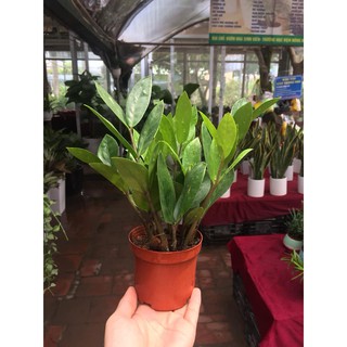 Cây kim tiền để bàn mini