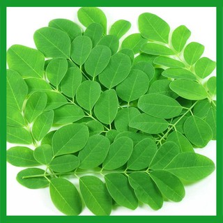 Hạt giống Chùm Ngây