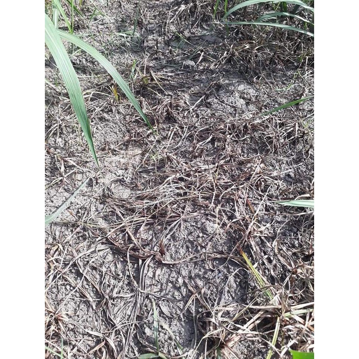 Cỏ cháy Glyphosate Camphuchia diệt sạch mọi loại cỏ