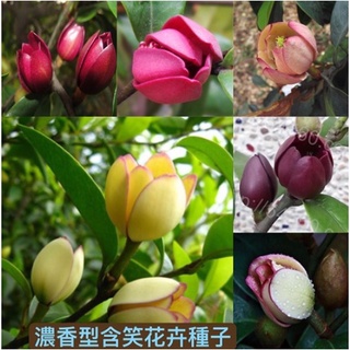Hạt giống hoa nụ cười Lechang Hình dạng có mùi thơm Nụ cười 30h