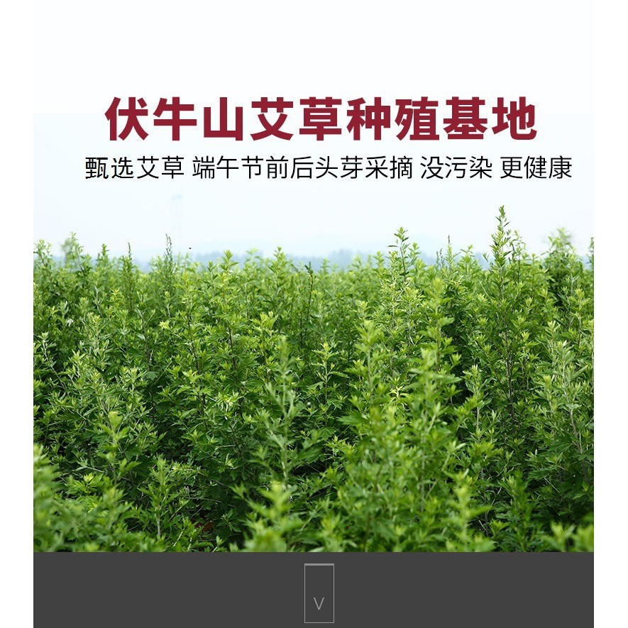SÉT 50 ĐIẾU NGẢI ĐOẠN CHẤT LƯỢNG CAO