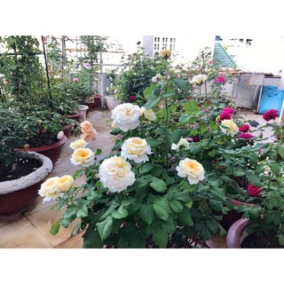 HẠT GIỐNG HOA HỒNG BỤI