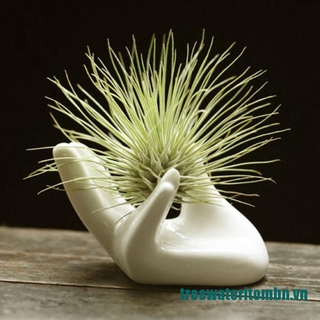 Chậu cây bằng gốm sứ trang trí bàn làm việc