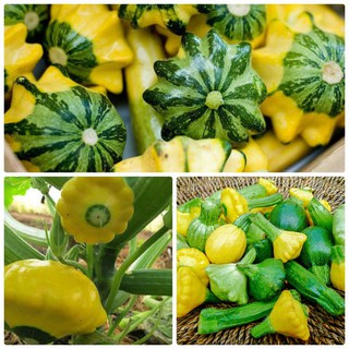Hạt Giống Bí đĩa bay 10 Hạt/ Gói