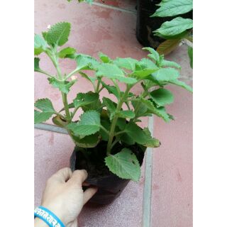 Cây húng chanh cây bán h1.h2