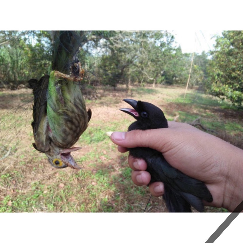 lưỡi bẫy chim 4cm cao 7m dài 50m tàng hình bắt chim chào mào + chim gi + chim trao trảo các loại MC