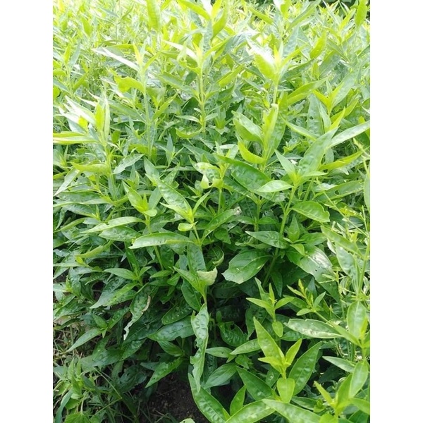 1 Kg Xuyên tâm liên nguyên chất khô hỗ trợ ngứa, thủy đậu, mề đay tắm chống dị ứng