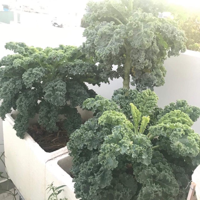 Hạt giống cải kale