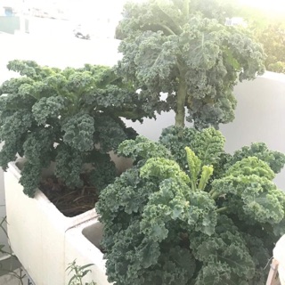 Hạt giống cải kale