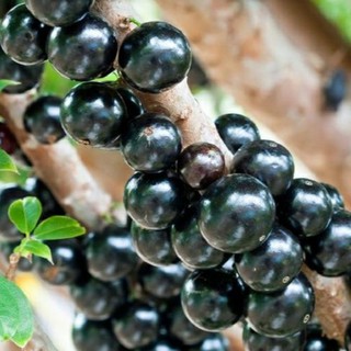 Cây giống nho thân gỗ tứ quý- Cây chiết ổn định, nhanh trái- Hoa kiểng THfarm- Cây chuẩn giống