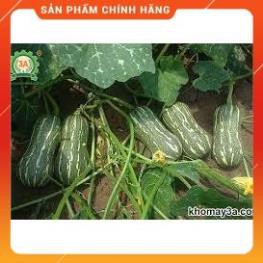 HẠT GIỐNG BÍ NGÔ MẬT F1 GÓI 10 GRAM