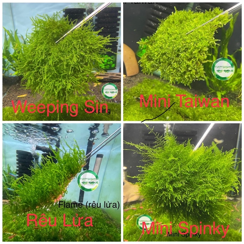 Rêu thuỷ sinh mini taiwan | Pelia | weeping Sin | us fiss | flame | mini spinky | cây thuỷ sinh dễ trồng không cần co2