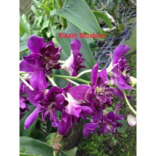 Hoa lan denro hoa hồng Blue - cây lớn