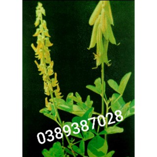 cây lục lạc gồm (rễ,cây lá,hoa)500g