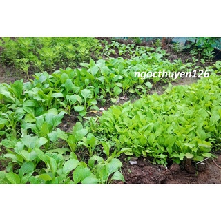 PHÂN BÒ SẠCH LAVAMIX ĐÃ QUA XỬ LÝ 3DM3