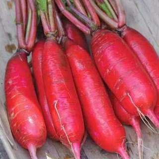 20g Hạt giống Củ Cải Đỏ Dài   