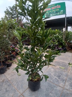 Cây quất ngọt