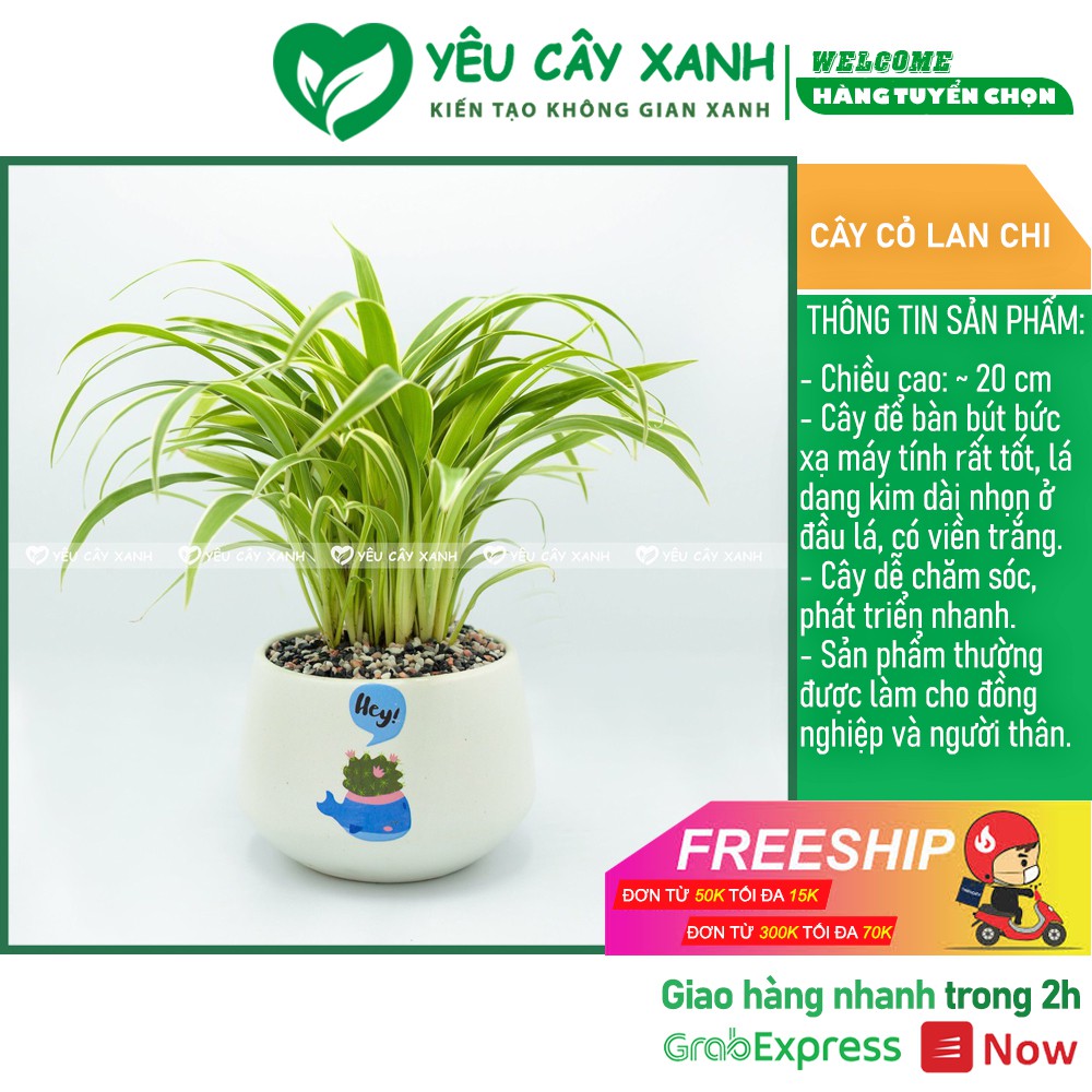 Cây Cỏ Lan Chi để bàn - Cây Dây Nhện