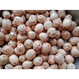 1kg hạt giống xoan đào