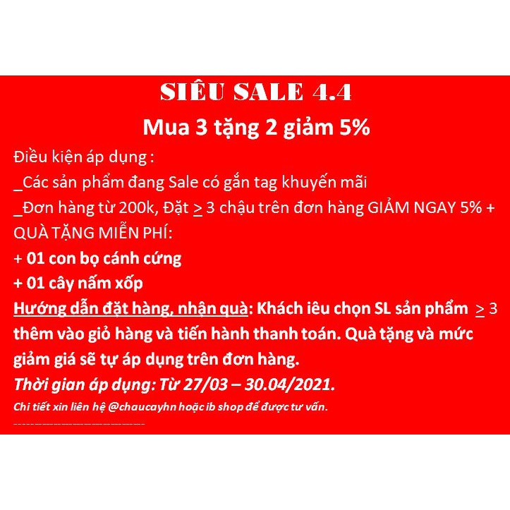 Chậu sứ Bát Tràng Hình Ovan trồng cây Để Bàn, Cây Nội Thất, Sen Đá, X
