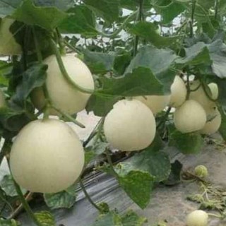 Hạt giống Dưa Lê Bạch Tuyết - 20 Hạt (TẶNG gói kích thích hạt nảy mầm)