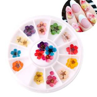 ĐỒ NAIL - Set Hoa Khô 5 Cánh Trang Trí Nail 12 Màu