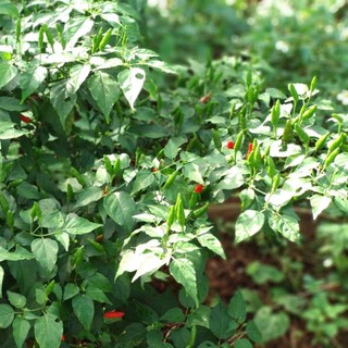 Hạt giống Ớt xiêm rừng gói 0,2gr